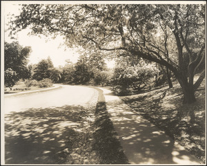 Roadway in the Arnold Arboretum