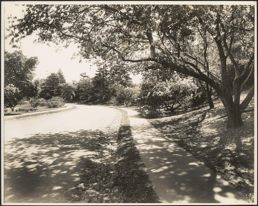 Roadway in the Arnold Arboretum