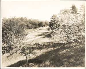 Road in the Arnold Arboretum