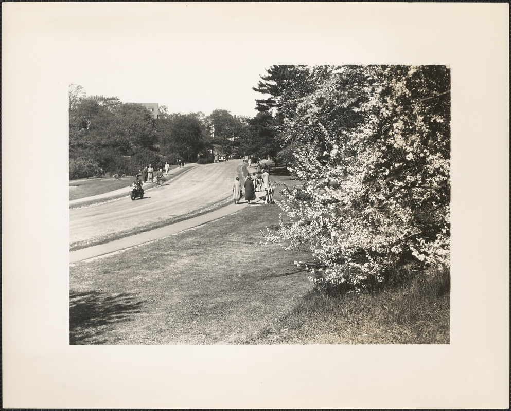 Near the main Gate, Arnold Arboretum