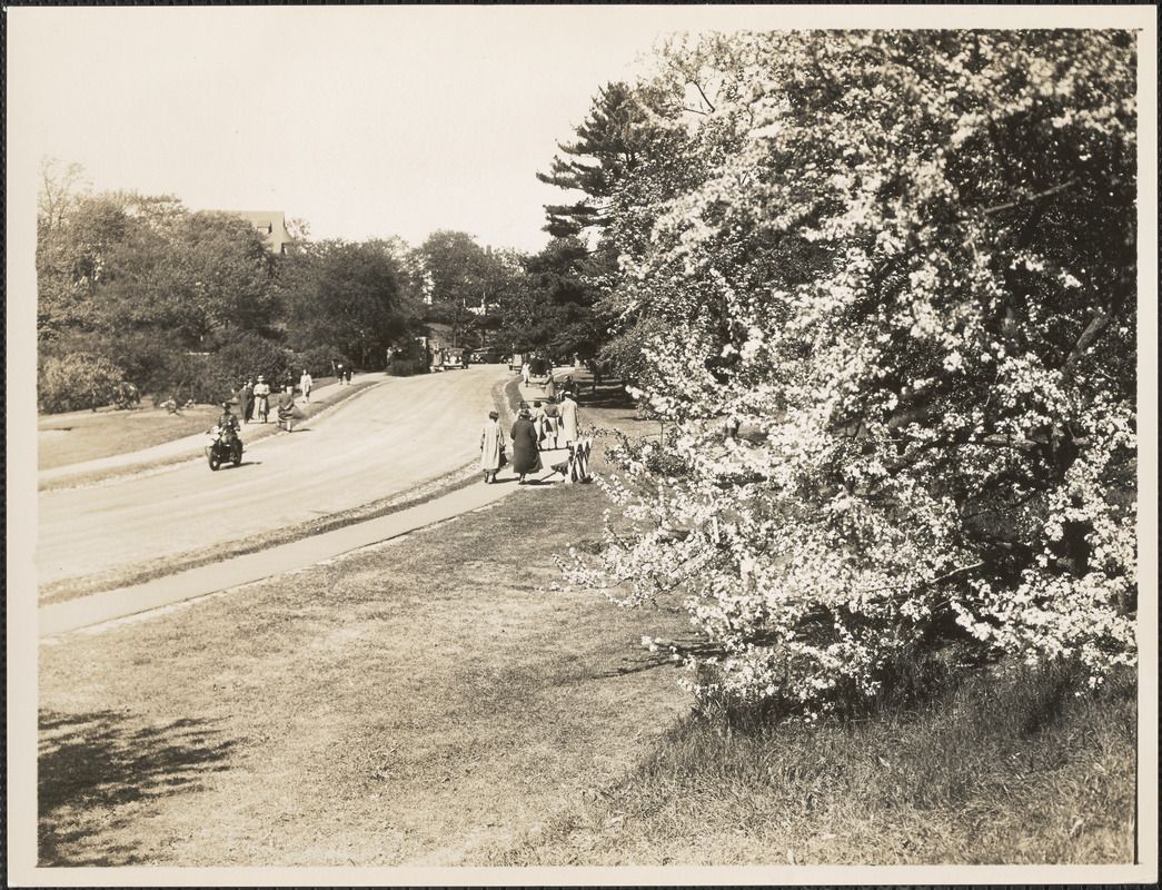 Near the main Gate, Arnold Arboretum