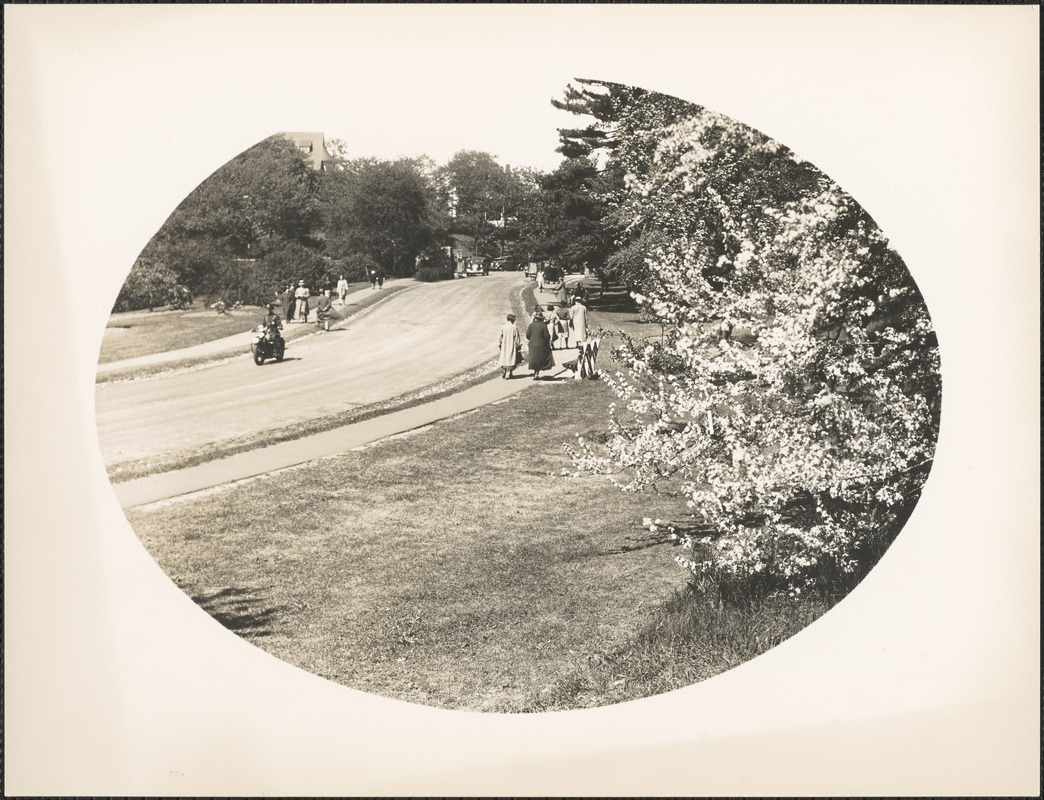 Near the main Gate, Arnold Arboretum