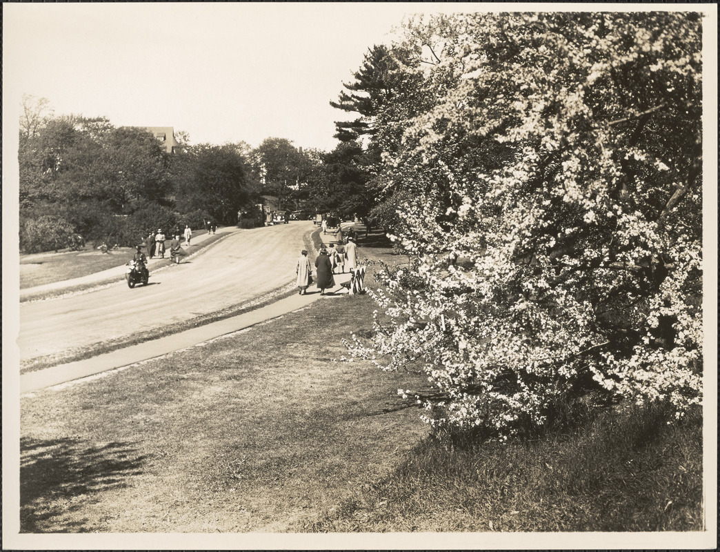 Near the main Gate, Arnold Arboretum