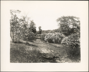 Arnold Arboretum, lilacs on the hilltop