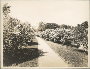 Path through the lilacs at Arnold Arboretum