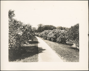 Path through the lilacs at Arnold Arboretum