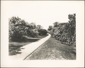Path through lilacs in Arnold Arboretum