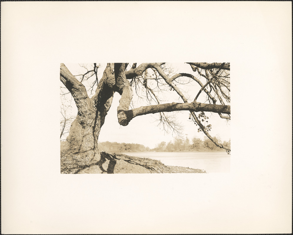 Large tree, edge of Jamaica Pond