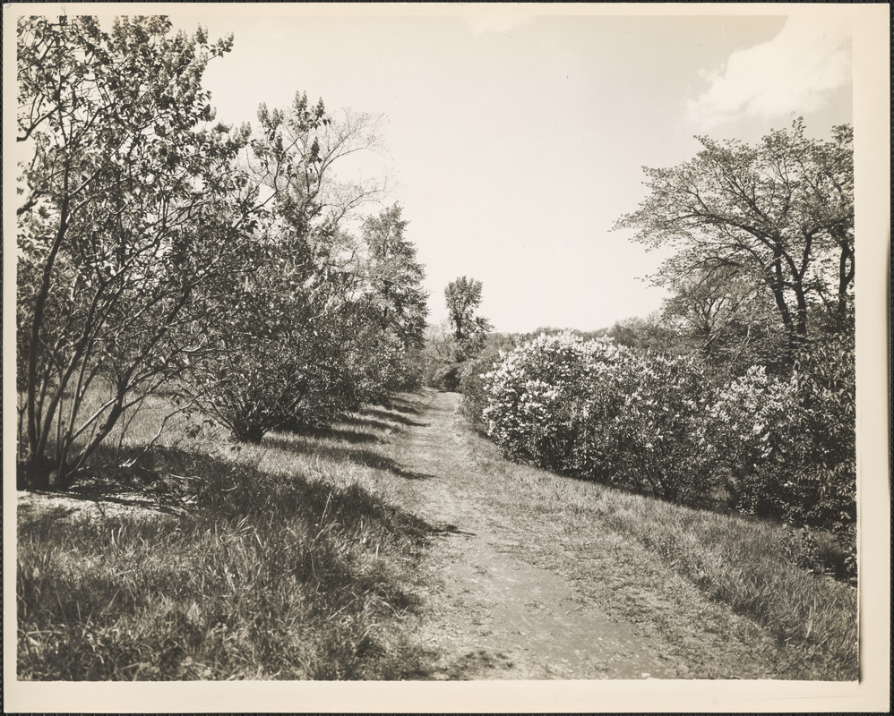 Path through lilacs