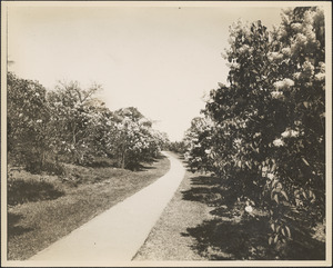 Path through lilacs in Arnold Arboretum