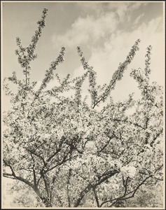 86 Arborway. Japanese cherry blossom