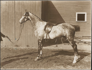 Horse owned by Saltonstall, Brookline Riding Stable