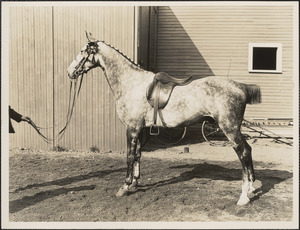 Horse owned by Saltonstall, Brookline Riding Stable
