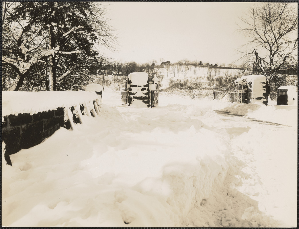 Looking into Arnold Arboretum from gate, near Forrest Arborway