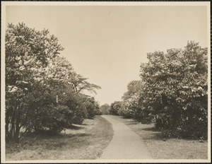 Large buds at Arnold Arboretum. Views