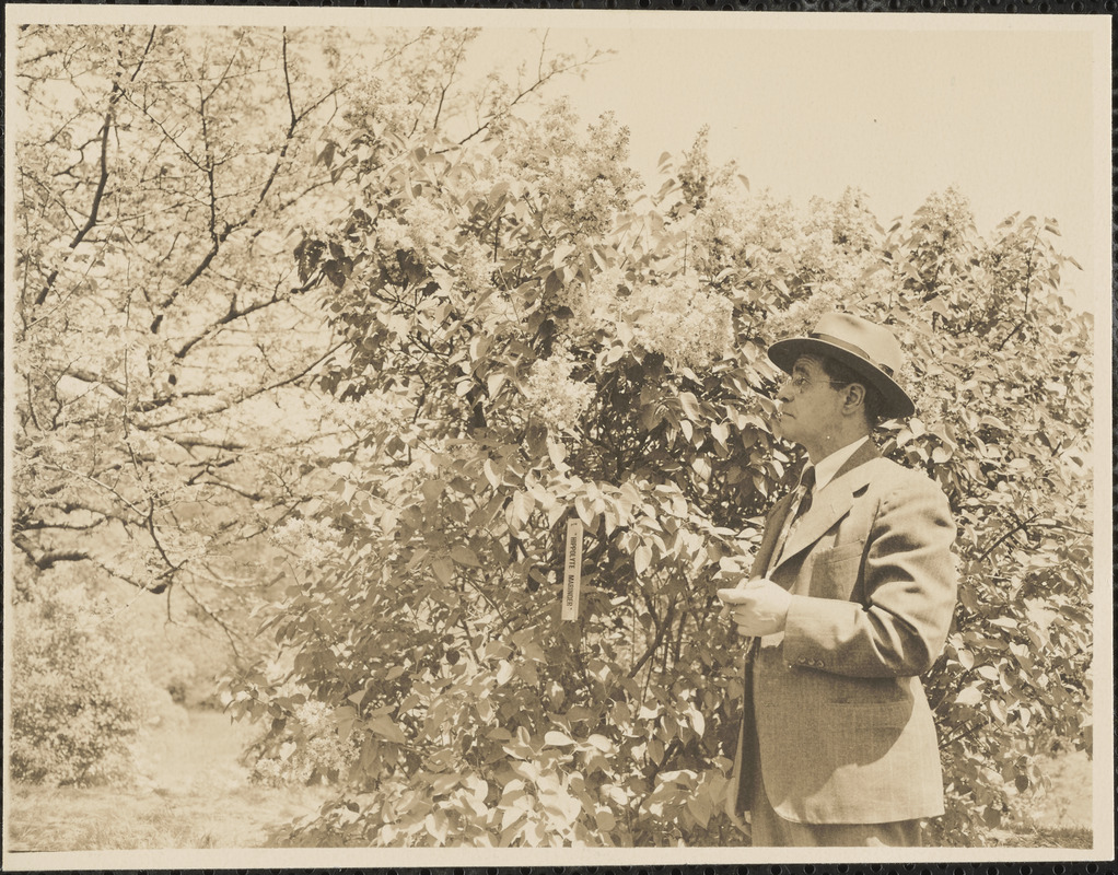 Robert "Bob" Ristuccia at Arnold Arboretum