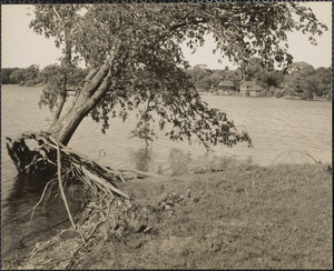 Jamaica Pond. Tree roots all out in open