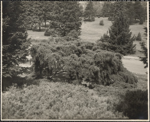 Arnold Arboretum. Tsuga Canadensis Pendula, Sargent Weeping Hemlock