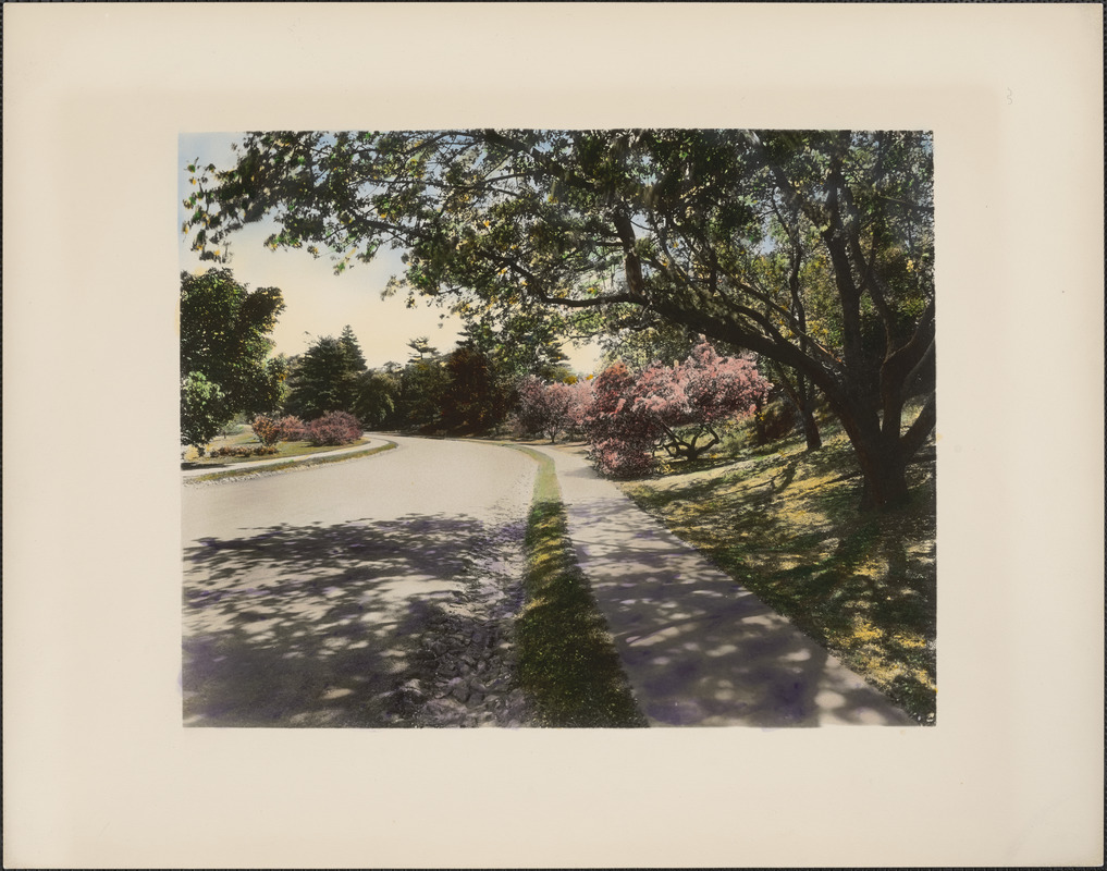 Roadway in the Arnold Arboretum