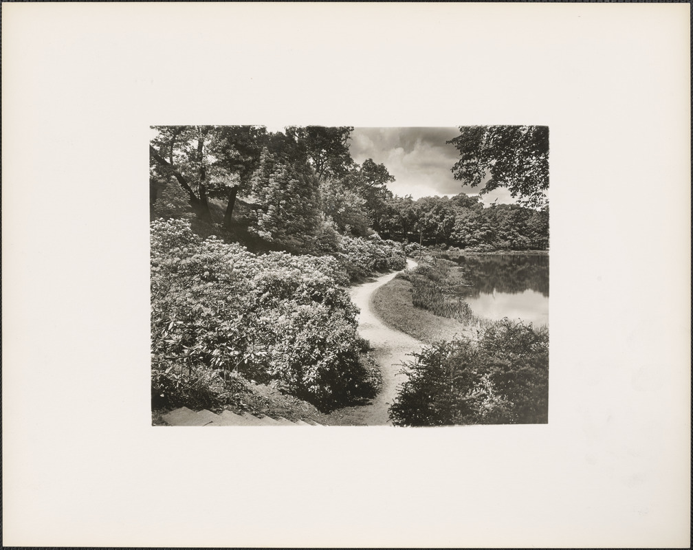 Ward's Pond, looking down from stairs