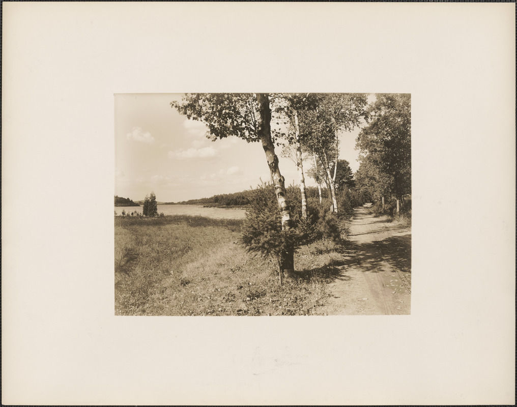 Spot Pond, birch pathway