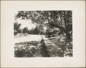 Roadway in the Arnold Arboretum