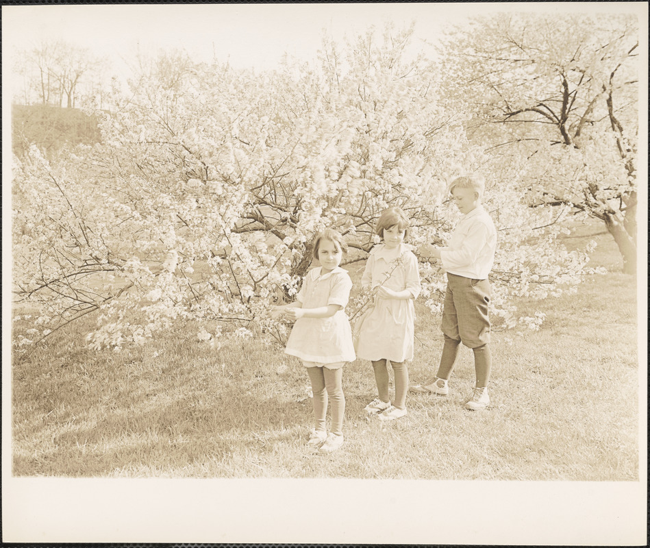 At Arnold Arboretum