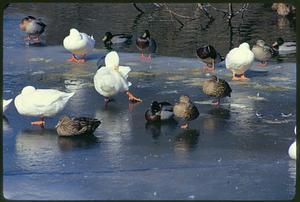 Sandwich, Mass. Birds winter in pollution-free millpond in Sandwich (about 65 miles from Boston on Cape Cod)
