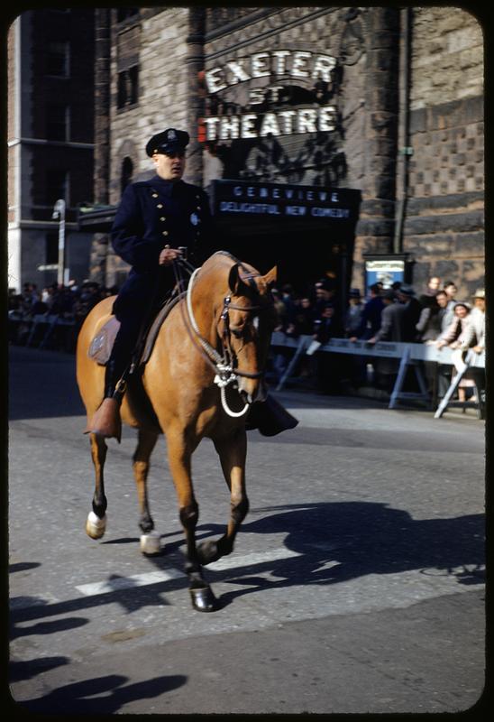 Police horse