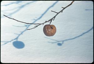 Apple hanging from a branch over snow