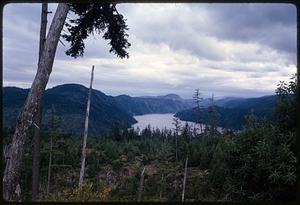 View from forested ground with prominent tree of lake set among hills, British Columbia