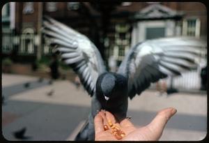 Pigeon eating from person's hand, Boston Common