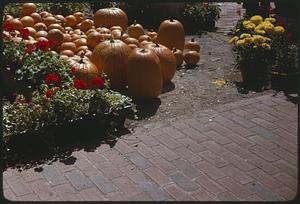 Pumpkins next to flowers