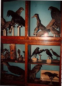 Taxidermied birds in display case