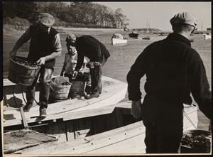 Bringing in the day's haul. A lobster crew unload the sorted lobsters in Cohasset Harbor, less than a mile from Hugo's.