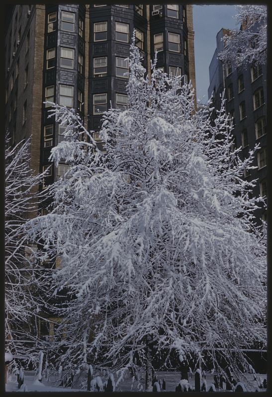 View of tree from Granary Burying Ground