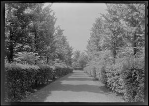 Avenue of hawthorns on grounds of Geo. McFadden