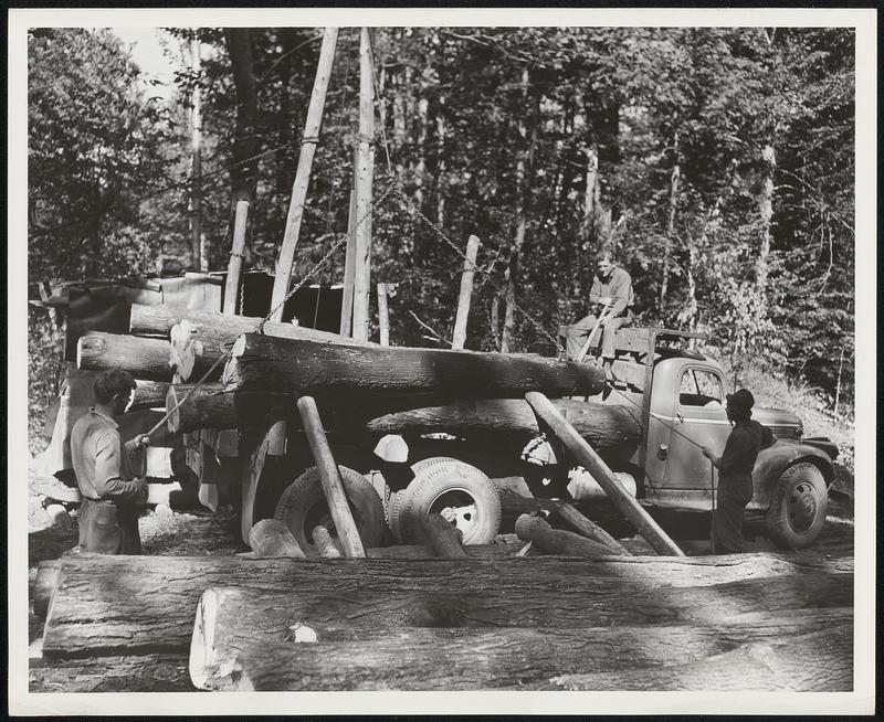 Mature ashwood logs, cut in the Southern Adirondacks of New York State, being loaded for the journey to the bat-making plant.