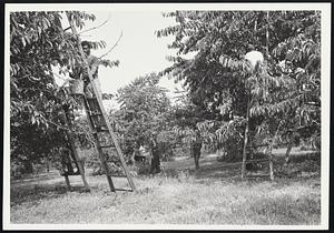 Following the Harvest. Migrant workers scaling 24-foot ladders fill their pails with hand-picked cherries in the orchards of Cherry Ridge Farm, near Hudson, N.Y. Work starts at 5.30 a.m. and for most workers goes on until 5 p.m. the migrant workers' season in New York begins with the early -July harvests and winds up with apples in the early fall. Then many will go down to Florida for the eight-month citrus season.