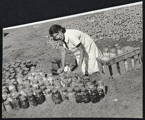 Farmer's wife drying out winter's supply of preserves which she rescued from cellar.