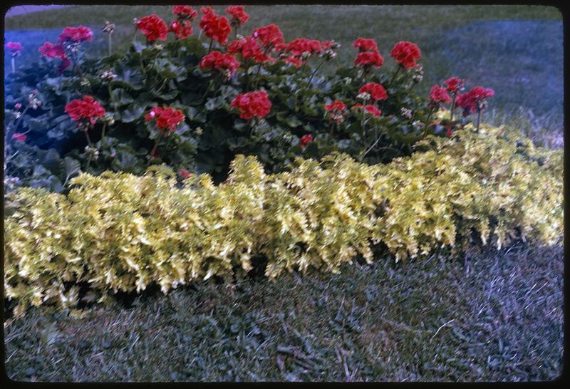 Red flower bushes behind green shrubs