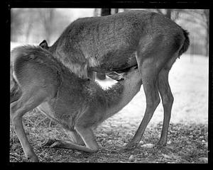 Franklin Park Zoo: baby deer has lunch