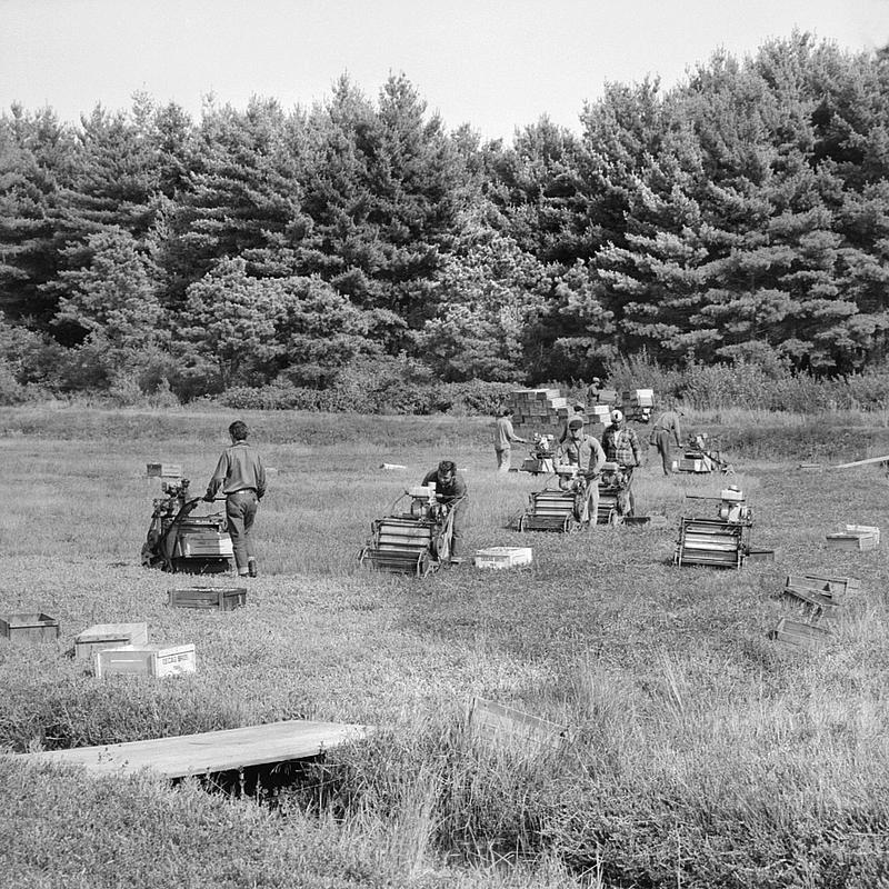 Decas Cranberry Bog dry harvesting