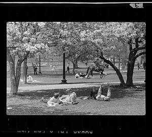 Springtime in the Public Garden, Boston Harbor