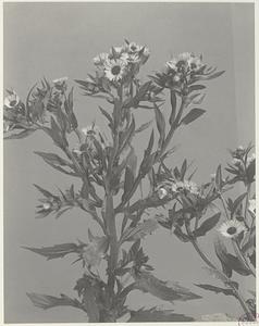 272. Erigeron annuus, daisy fleabane, sweet scabious