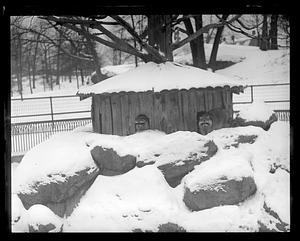 Raccoons in winter - Franklin Park Zoo