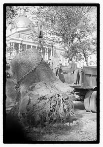 Tree root excavation