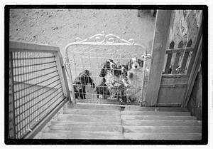 Idahurst Kennels