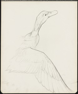 Sketch of a duck