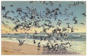 Dinner-time for the sea gulls, Ocean Grove, N. J.